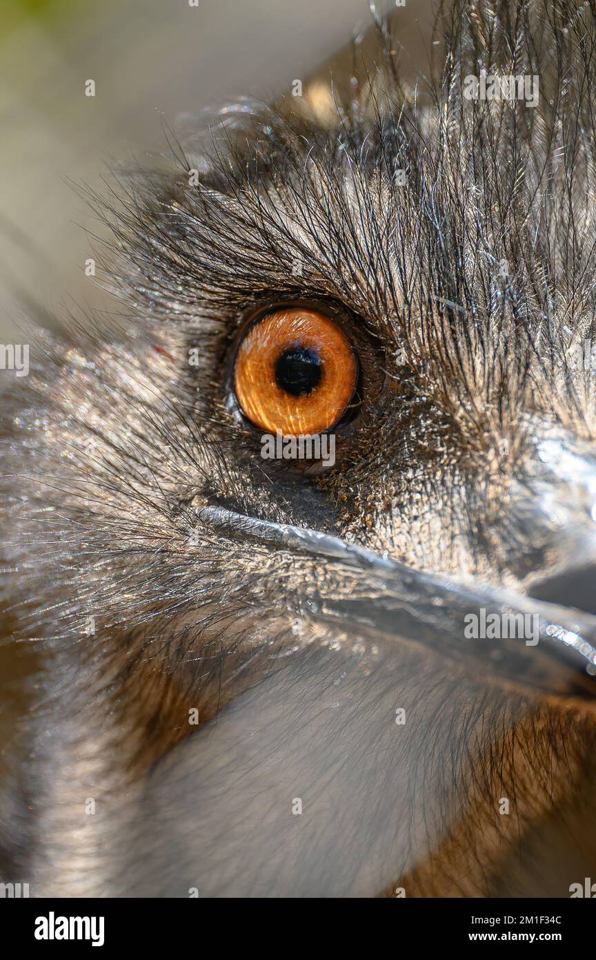 Close up of the orange eye of an emu in an Australian wildlife park Stock Photo