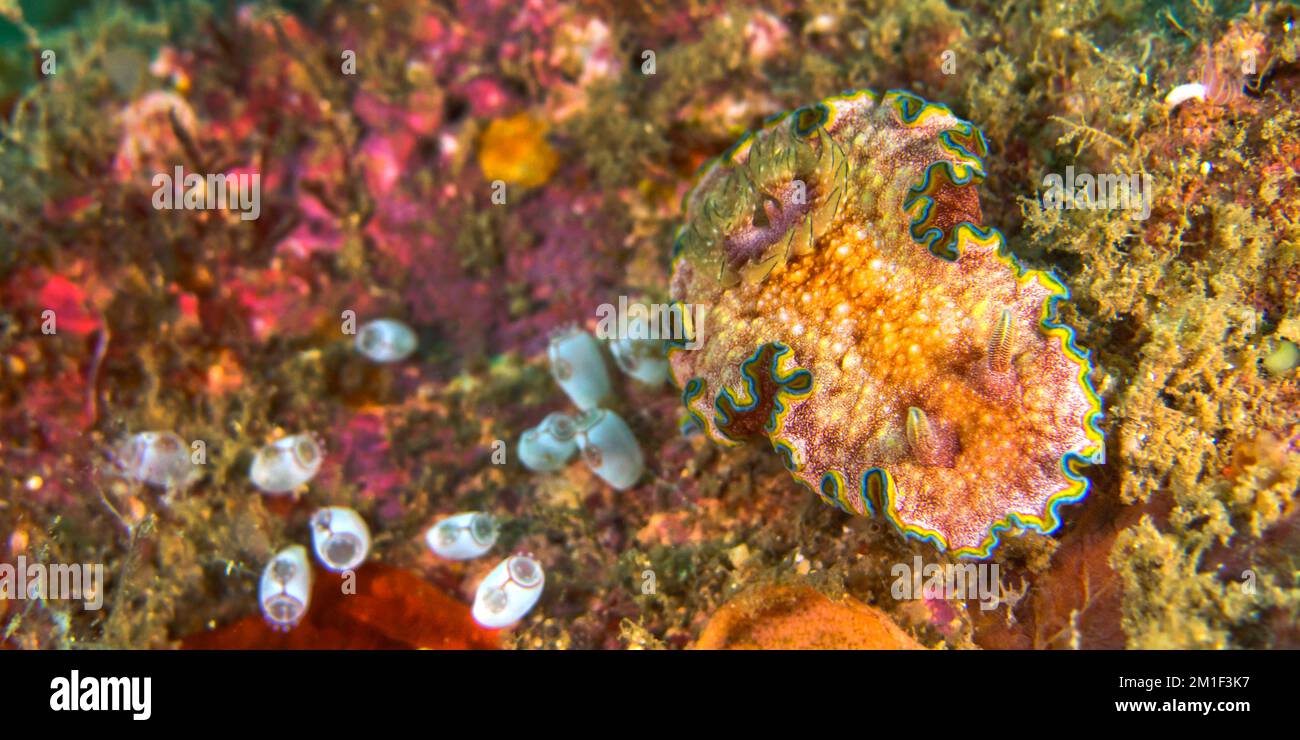 Sea Slug, Dorid Nudibranch, Chromodoris sp., Coral Reef, Lembeh, North Sulawesi, Indonesia, Asia Stock Photo