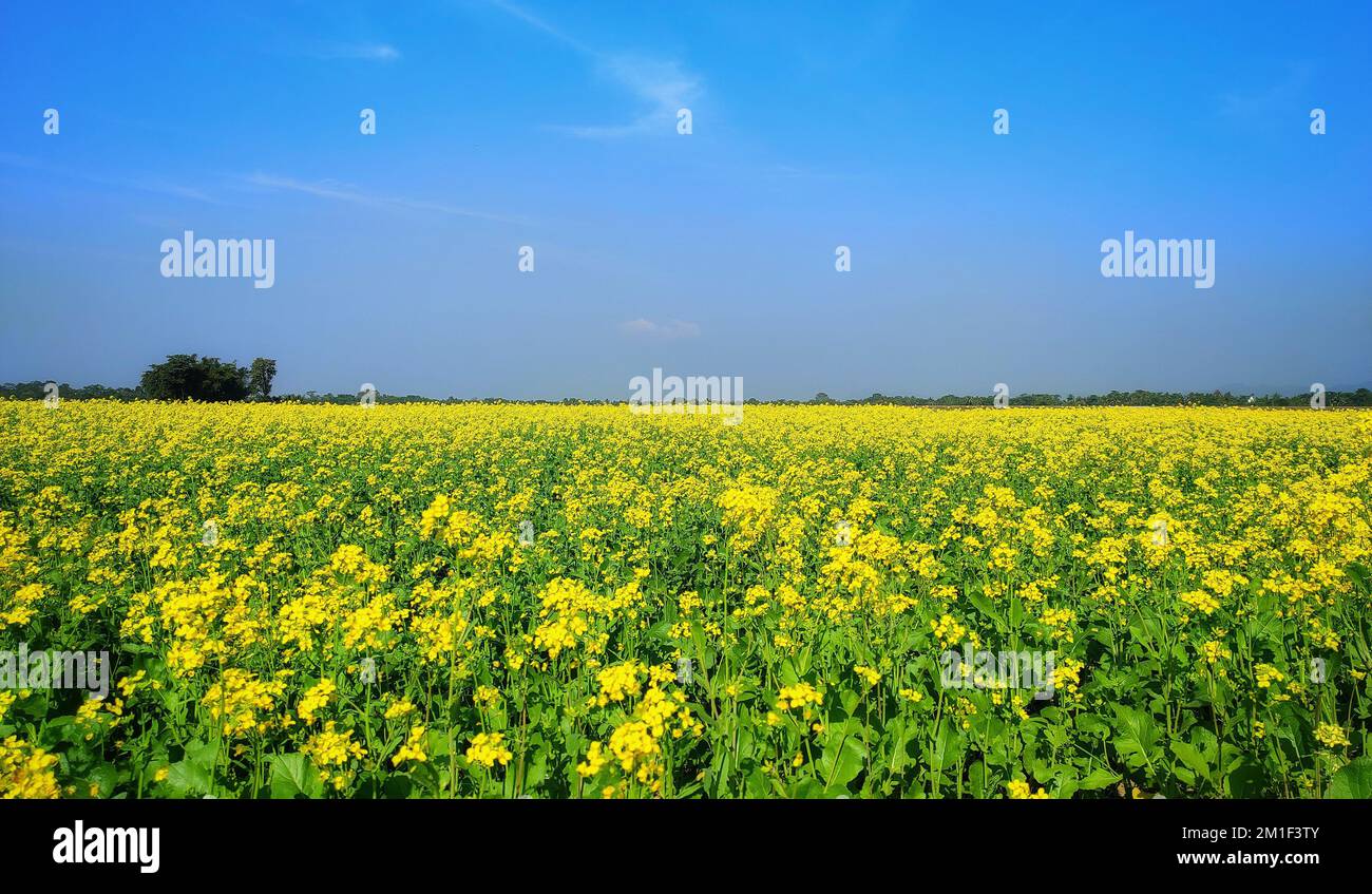 Mustard is grown in various states of India. Mustard is the third