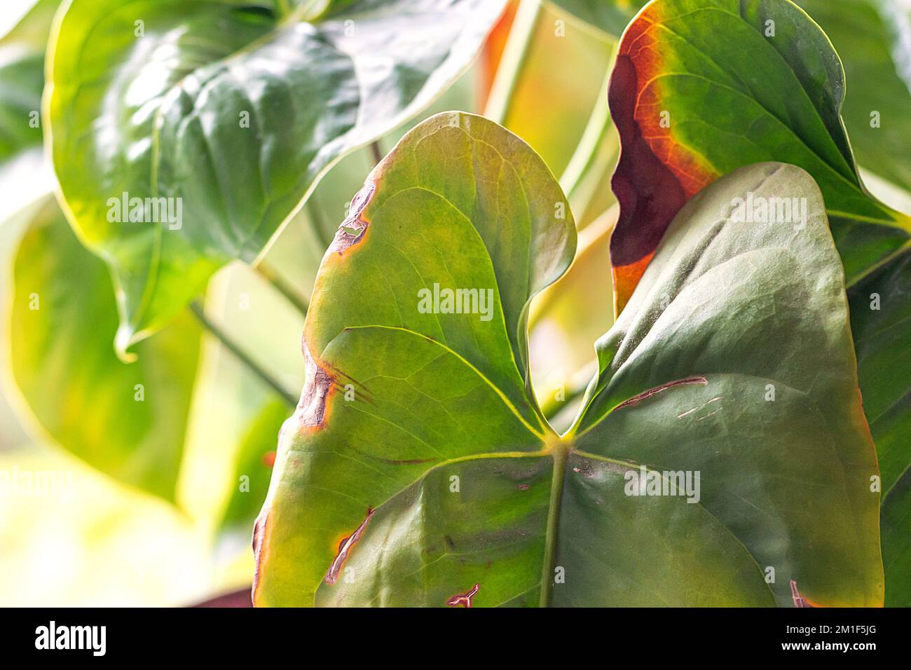 Leaves diseases of Anthurium. Leaves have brown spots and dry. Leaf