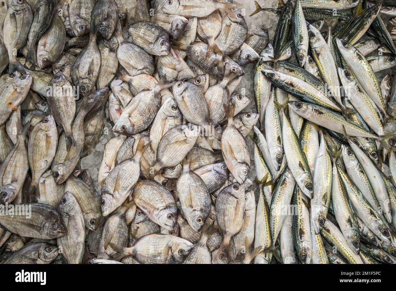 Raw fresh sea fish on a market counter. Stock Photo
