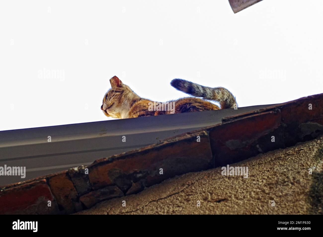 Cat on railing outdoors house hi-res stock photography and images - Alamy