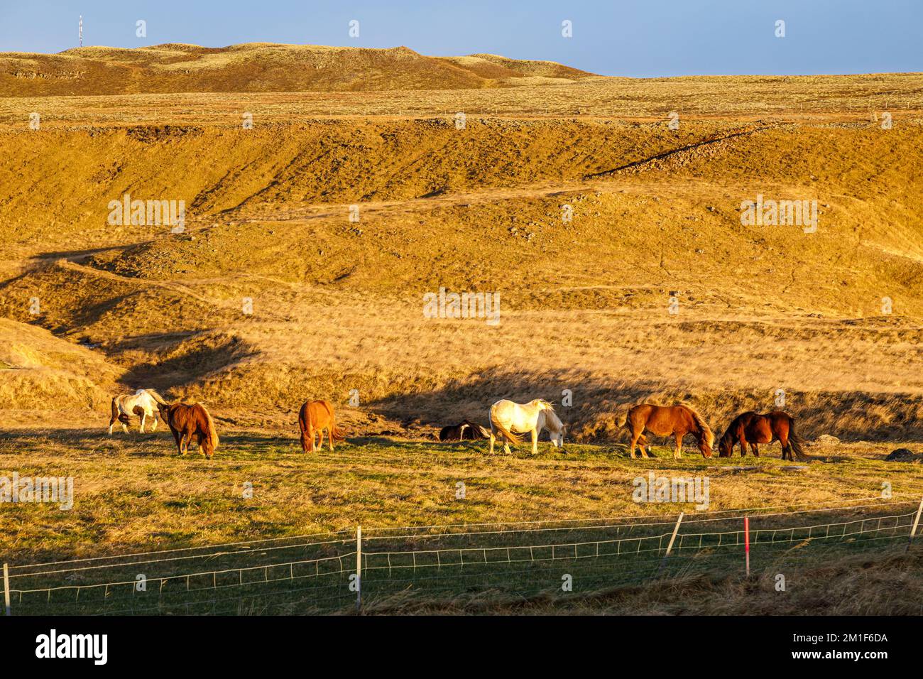 Icelandic Nordic horses in Thingvellir National Park, Iceland Stock Photo