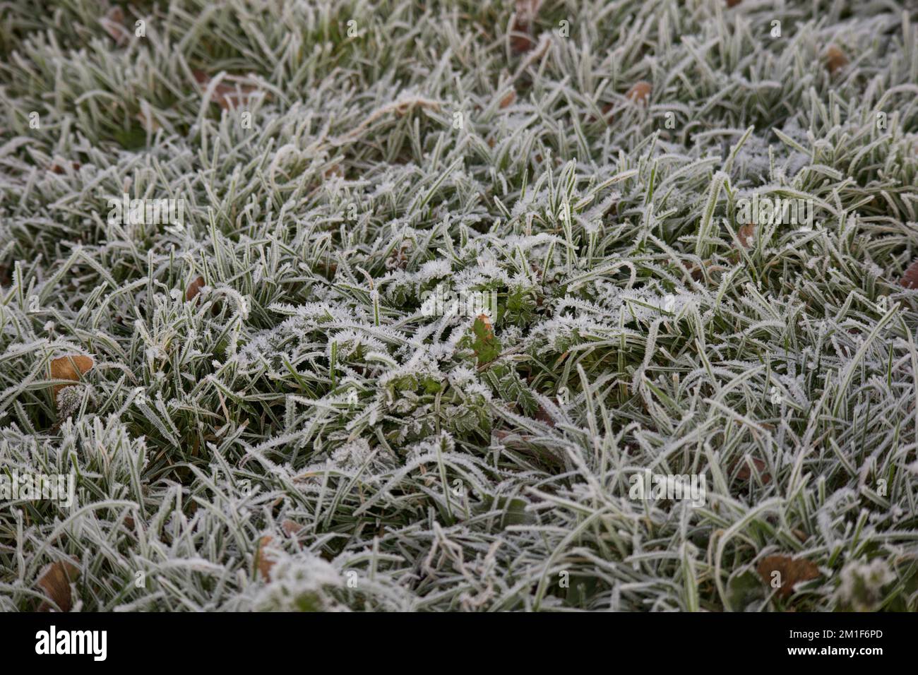 Plants covered with frost hi-res stock photography and images - Alamy