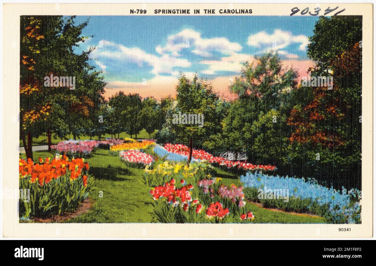 N-799. Springtime in Carolinas , Plants, Tichnor Brothers Collection ...
