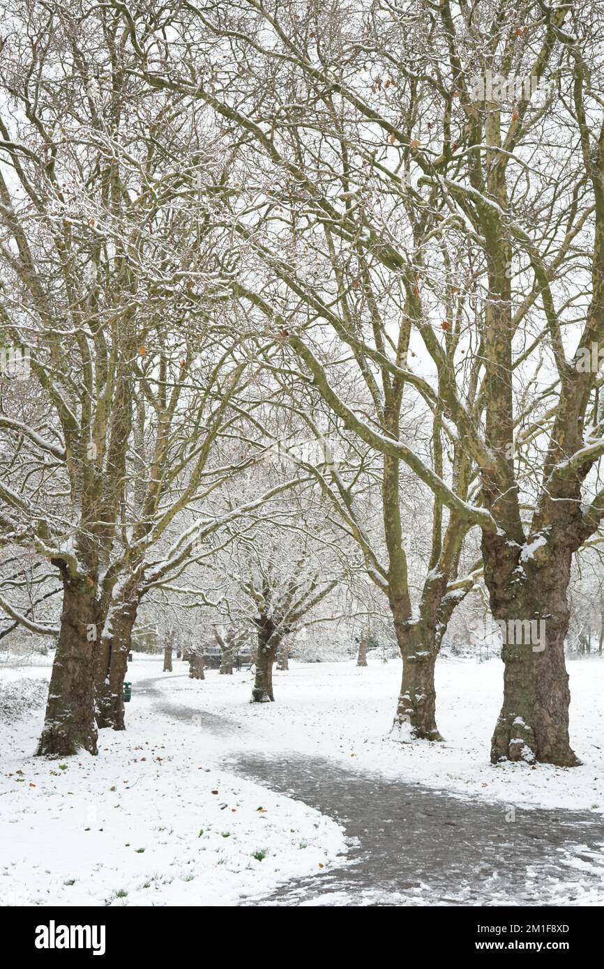 Snowcovered trees in Montrose Pk, Colindale, London, England