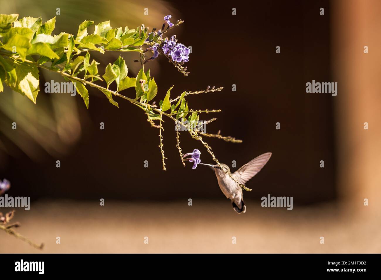 Family trochilidae hi-res stock photography and images - Alamy