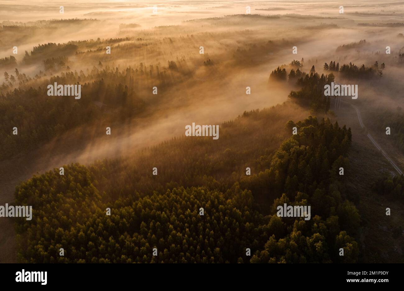 An aerial view of a foggy forest in the countryside during sunrise ...