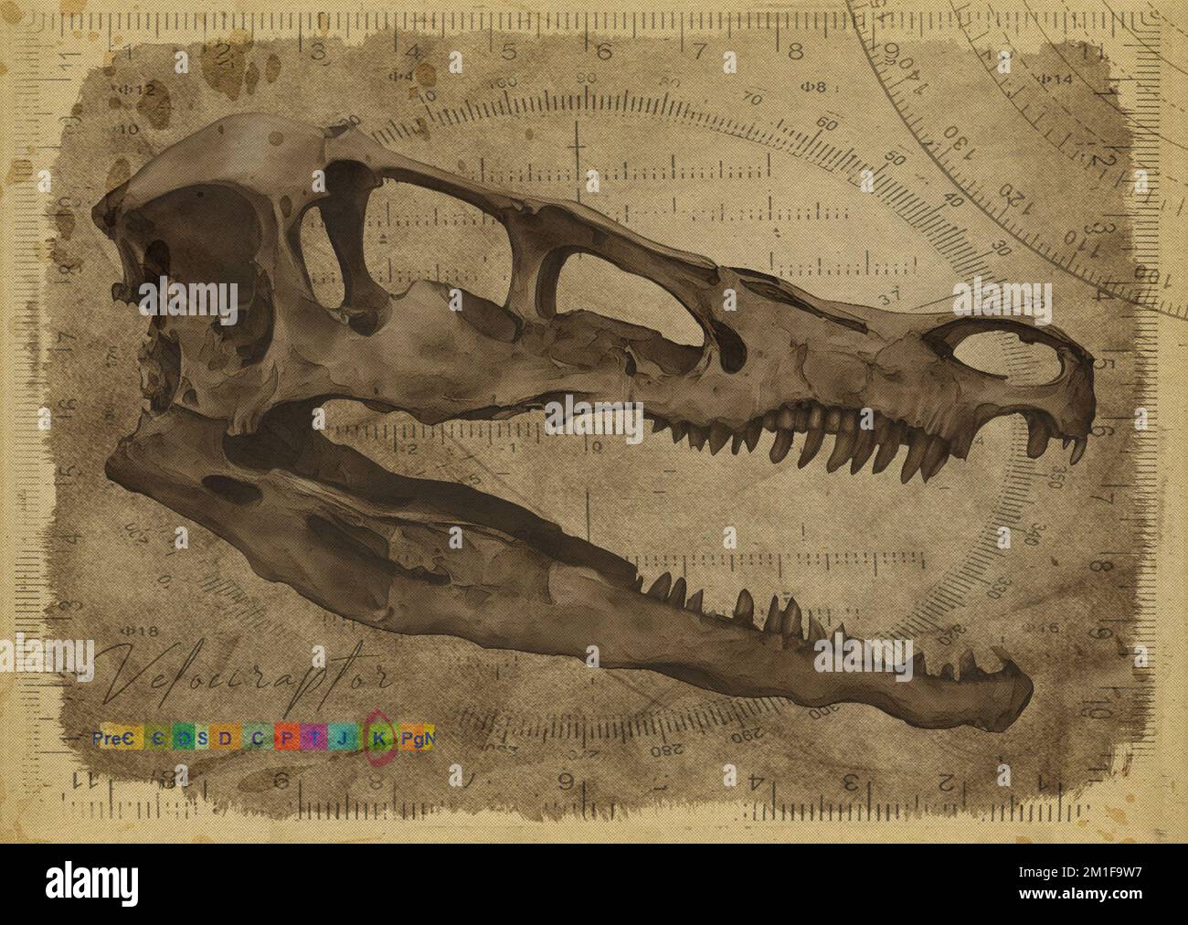 Velociraptor Dinosaur Skull Art Study Old Textured Paper Vintage Geometrical Antique Poster Stock Photo