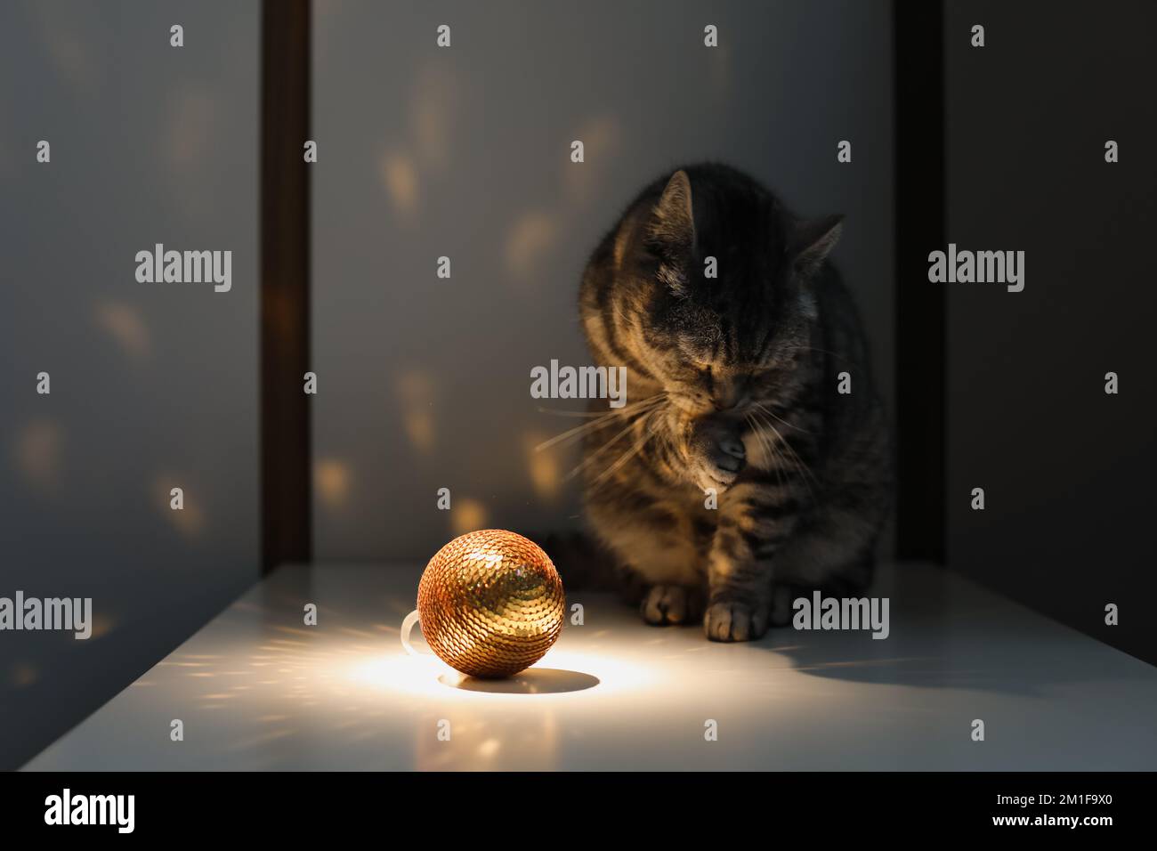 Cute tabby Scottish straight cat playing with a golden Christmas ball at home Stock Photo