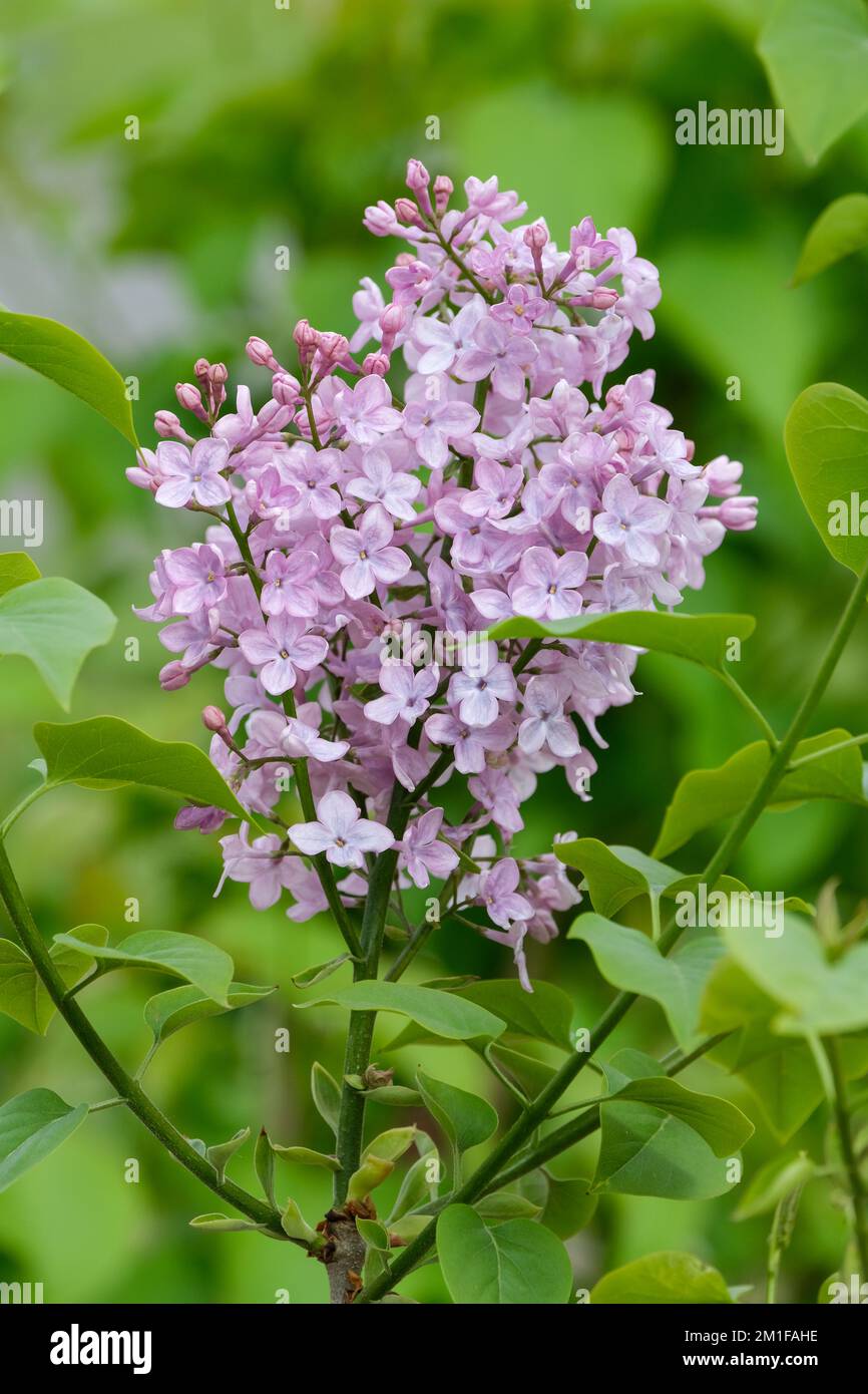 Syringa x hyacinthiflora Pink Cloud, Hyacinth Flowering Lilac Stock Photo