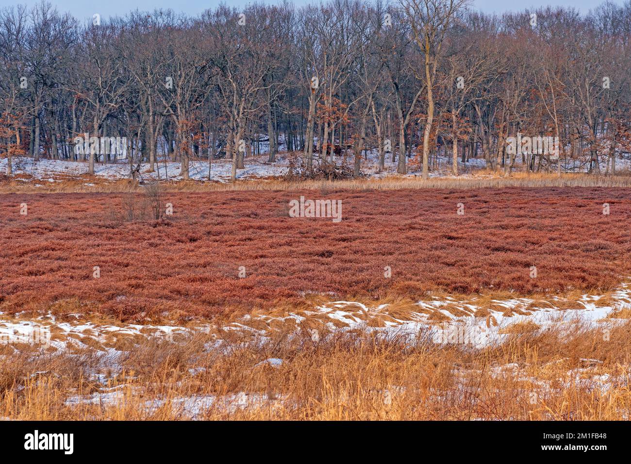 Winter Colors in a Leatherleaf Bog in Moraine Hills State Park in Illinois Stock Photo