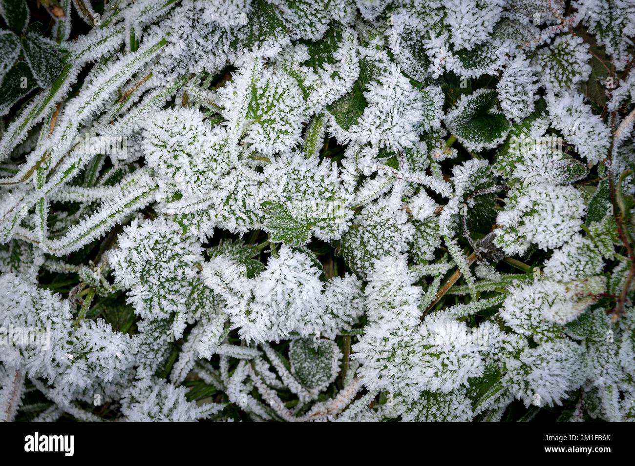 Plants covered in frost. Freezing cold weather Stock Photo Alamy