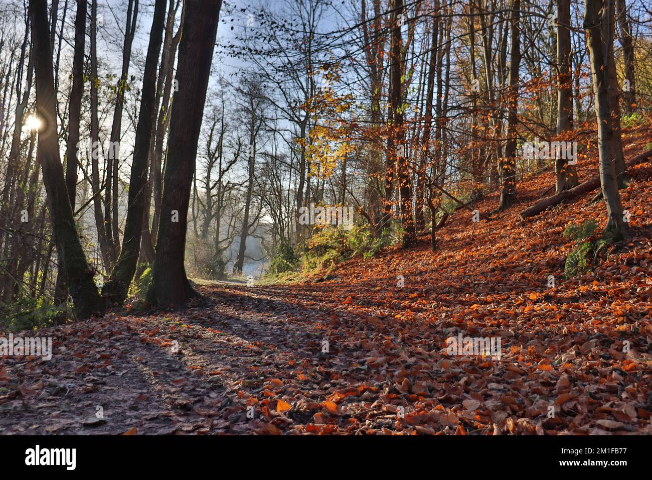 A woodland path walk through Hindley Hill Woods on a frosty winter ...