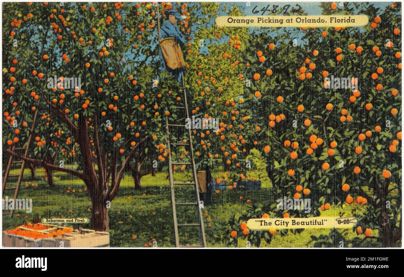Orange picking at Orlando, Florida, 'the city beautiful' , Industrial