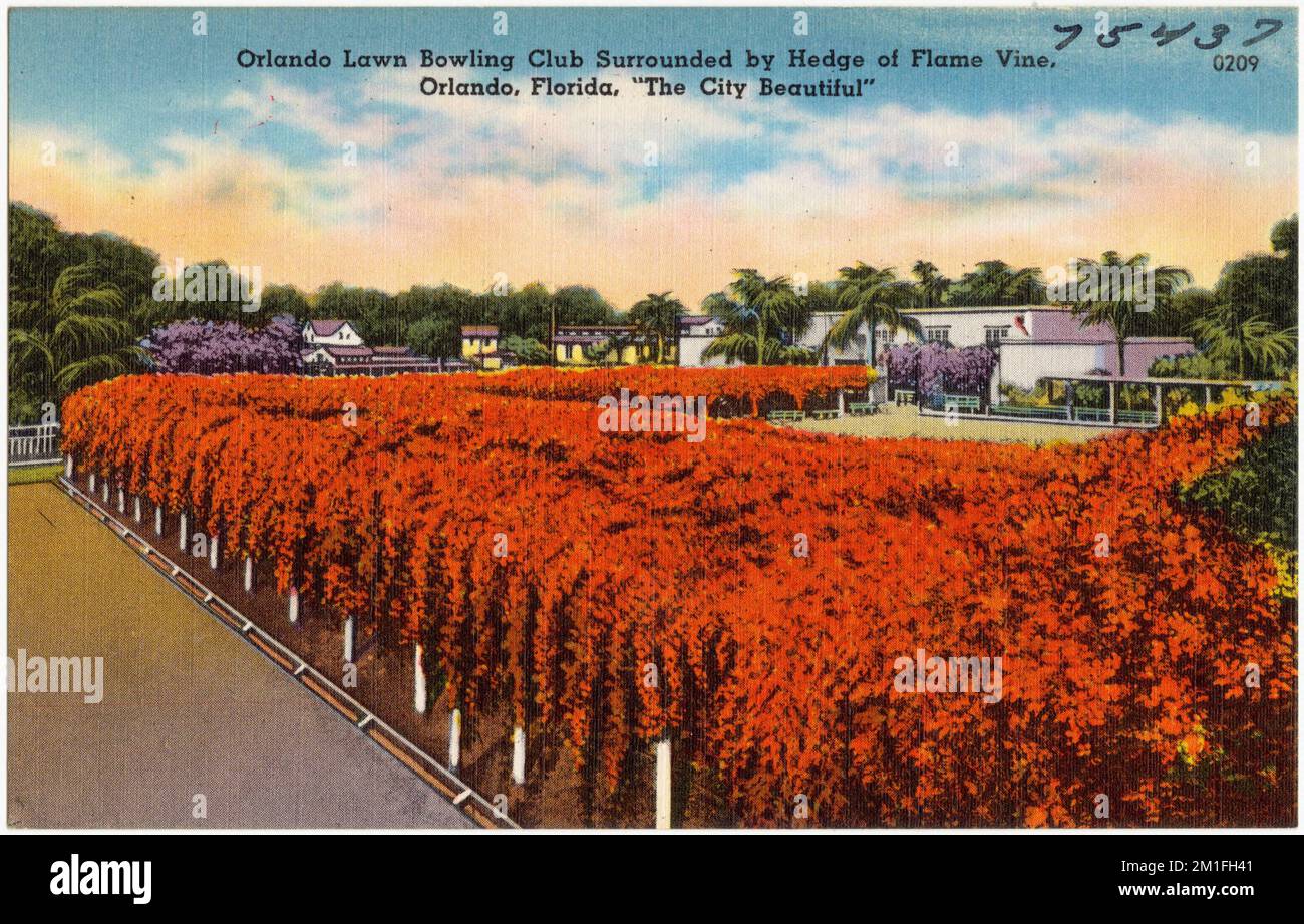 Orlando lawn bowling club surrounded by hedge of flame vine, Orland, Florida, 'the city beautiful' , Sports & recreation facilities, Tichnor Brothers Collection, postcards of the United States Stock Photo