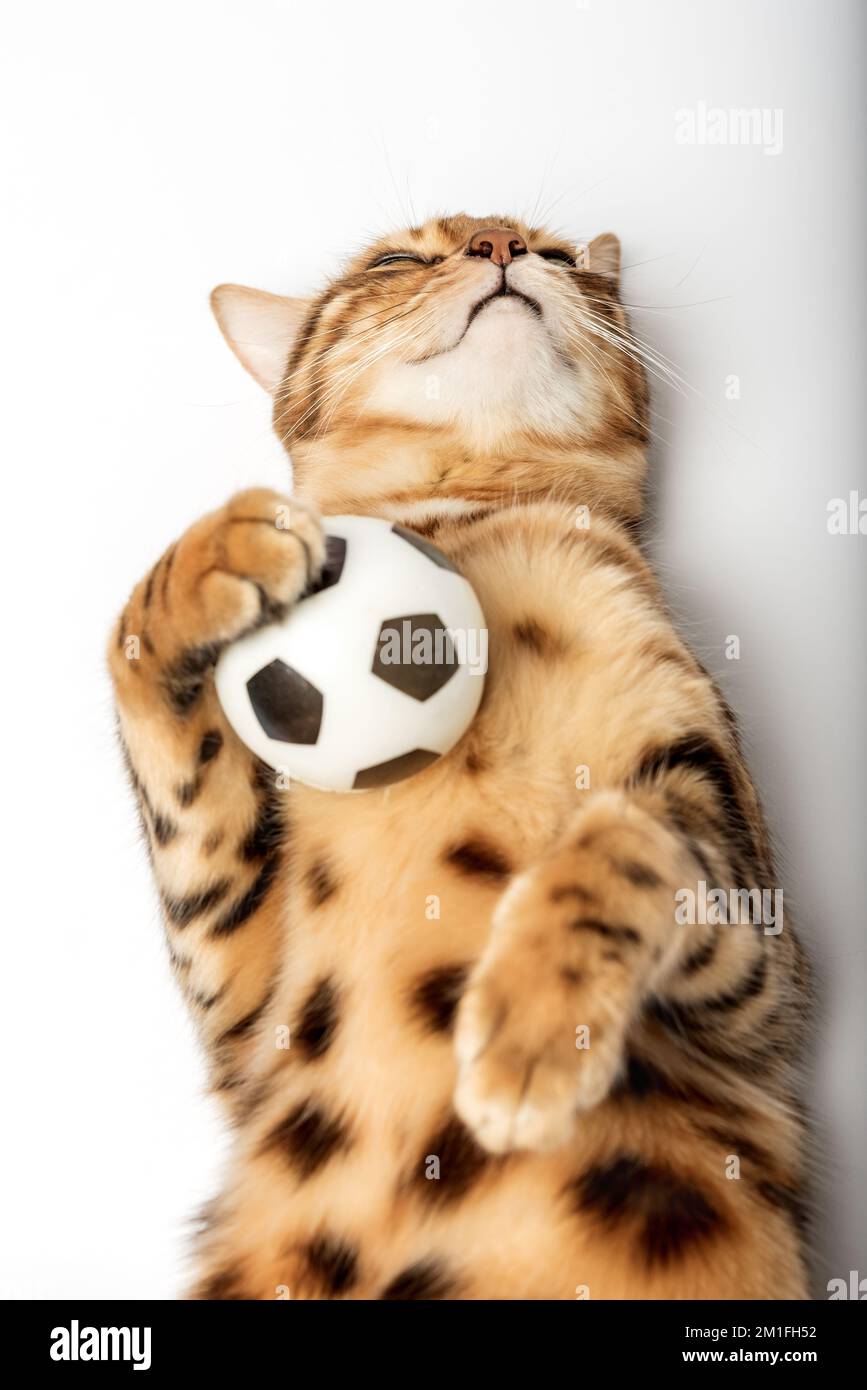 Red Bengal cat holding a soccer ball in its paws on a white background. Stock Photo