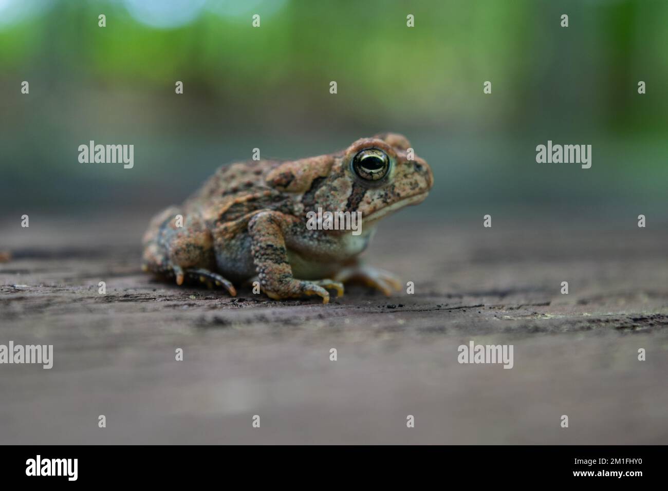 Fowler's Rocks A closeup of a Fowler's toad on a rock Stock Photo - Alamy