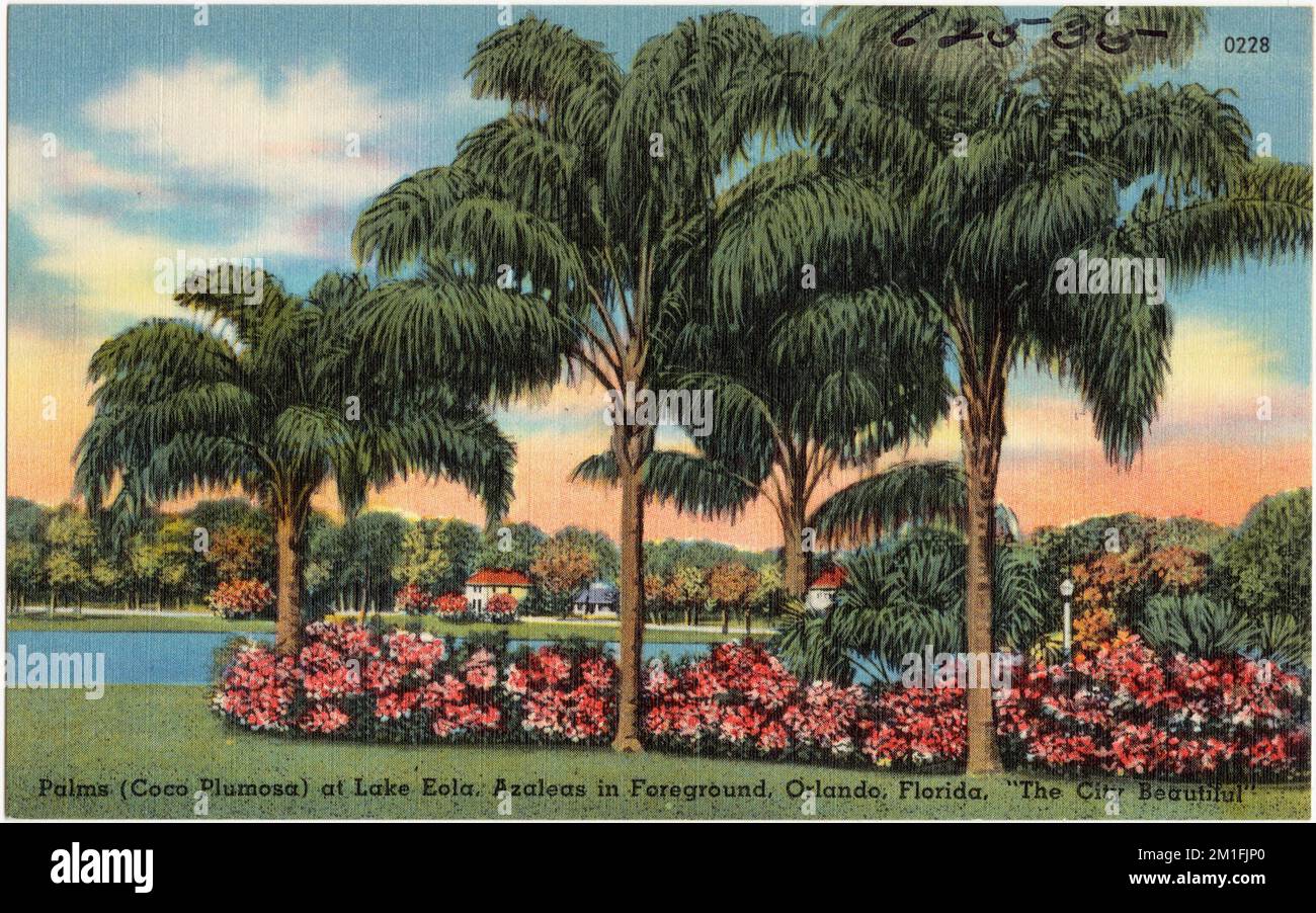 Palms (Coco Plumosa) at Lake Eola, azaleas in foreground, Orlando ...