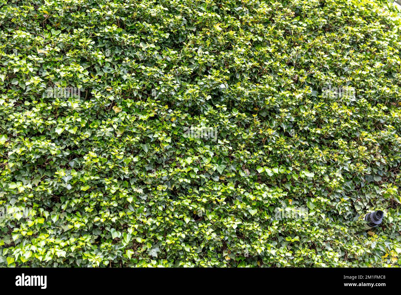 Ivy covering a whole wall, Ivy on wall, ivy, green ivy, covering, blanketing, UK, England, wallpaper, cover, camouflage, green leaves, ivy leaves, Ivy Stock Photo