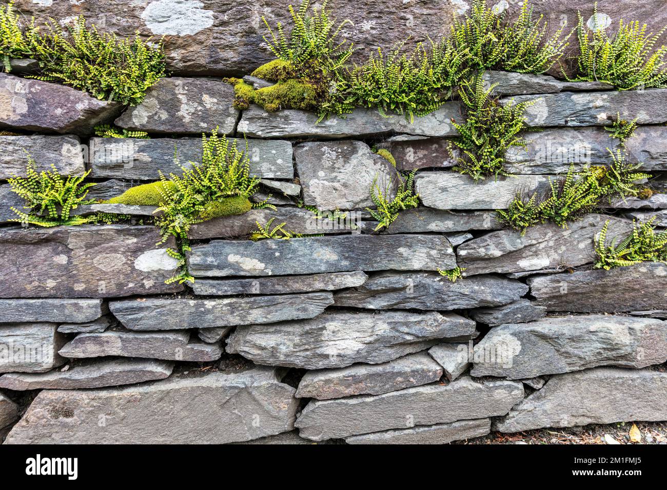 Slate wall, moss, Grasmere village, Grasmere, cumbria, UK, England, lake district, cumbrian, village, villages, towns, destination, Grasmere Cumbria Stock Photo