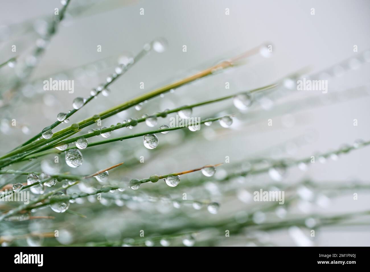 blades of grass with shiny water drops Stock Photo Alamy