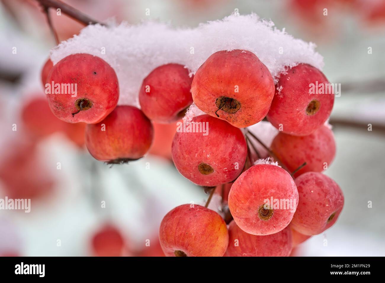 ipe red snow covered apples on an ornamental apple tree in early winter Stock Photo