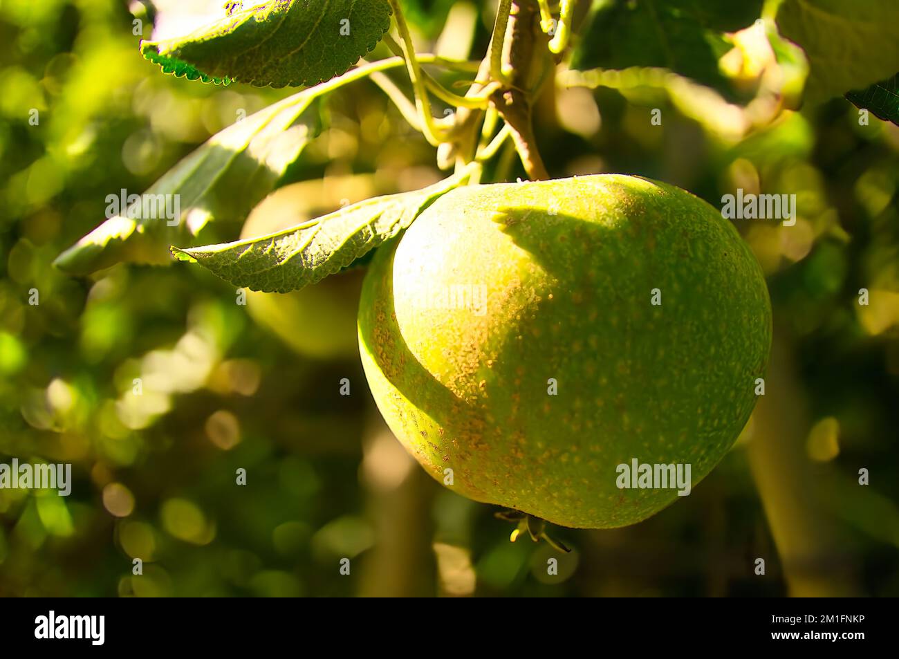 Apple on the branch. Fruit hangs on the tree. Fruit rich in vitamins