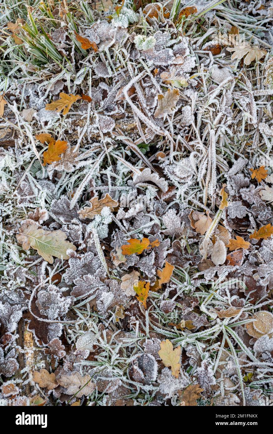Oak leaves texture hi-res stock photography and images - Alamy