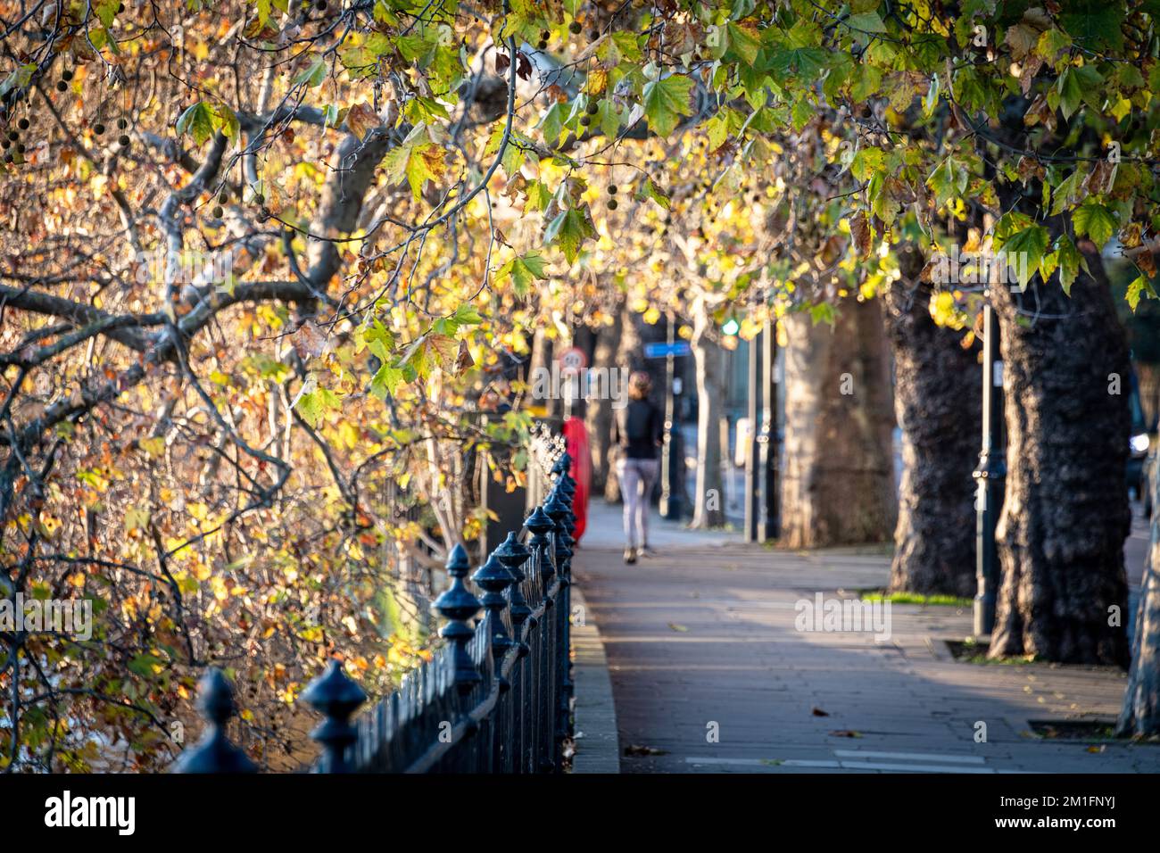 A women walks West along Grosvenor Road, late afternoon in December. Stock Photo