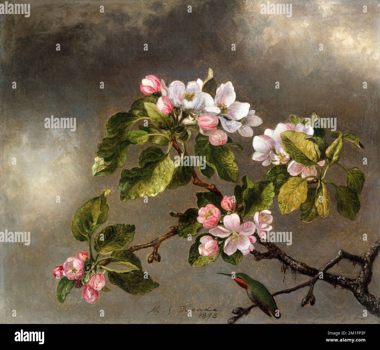 Hummingbird and Apple Blossoms by the American artist, Martin Johnson Heade (1819-1904), oil on canvas, 1875 Stock Photo