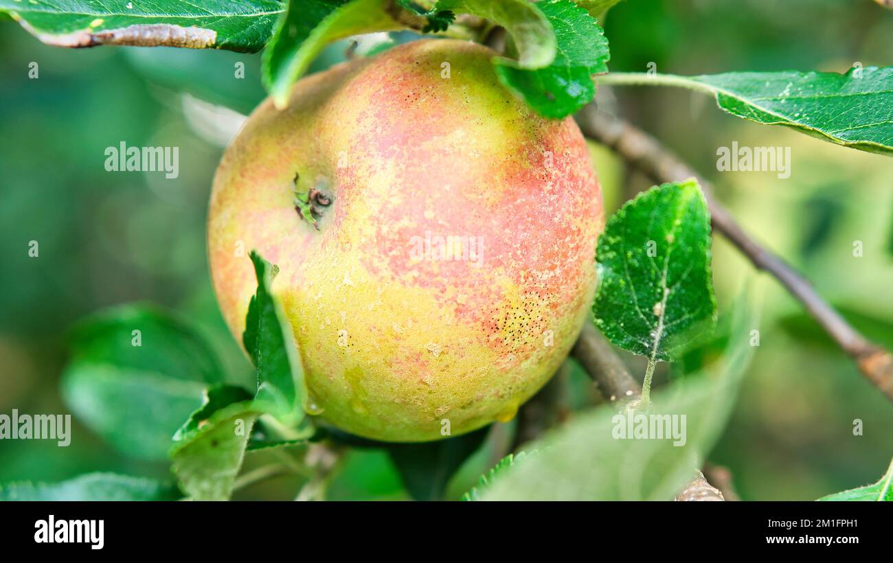 Apple on the branch. Fruit hangs on the tree. Fruit rich in vitamins. Food from the garden Stock