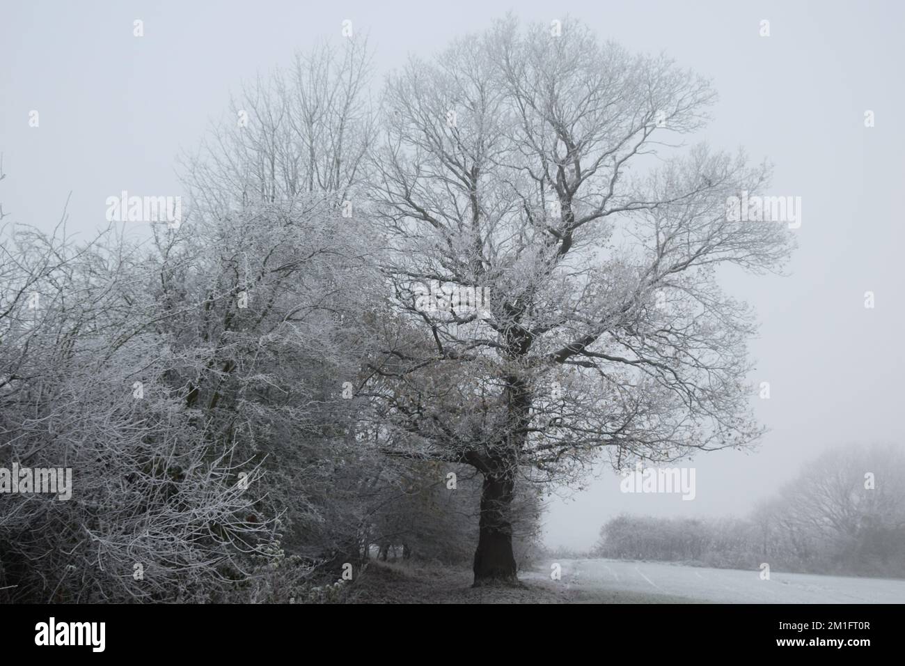 Winter wonderland scene with hoar frost bedecking the trees surrounded by cold frozen air. Stock Photo