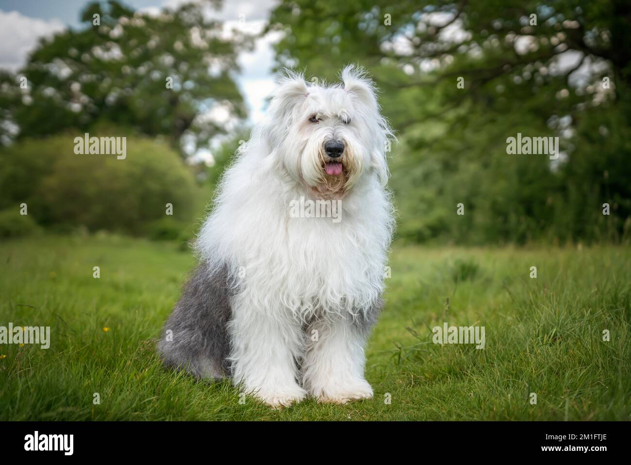 Old English Sheepdog Walking Towards The Camera In A Field Stock Photo,  Picture and Royalty Free Image. Image 195591118.