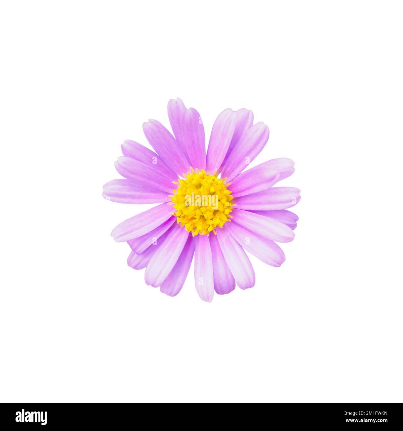 beautiful pink daisy flower isolated on white background Stock Photo ...