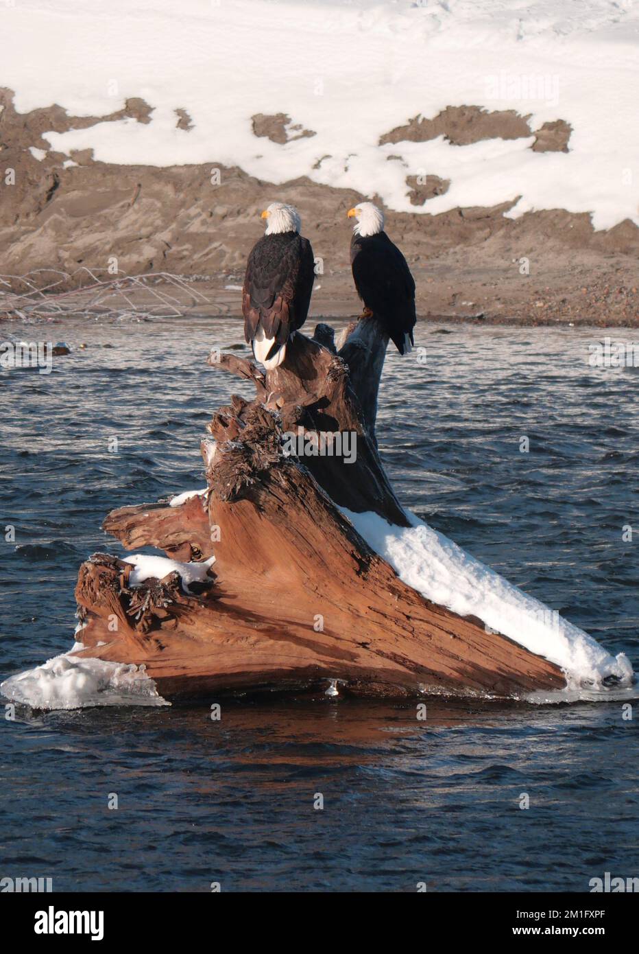 Two bald eagles perched on a fallen tree trunk in the Squamish River at the Brackendale Eagle Run Vista Point in British Columbia, Canada Stock Photo