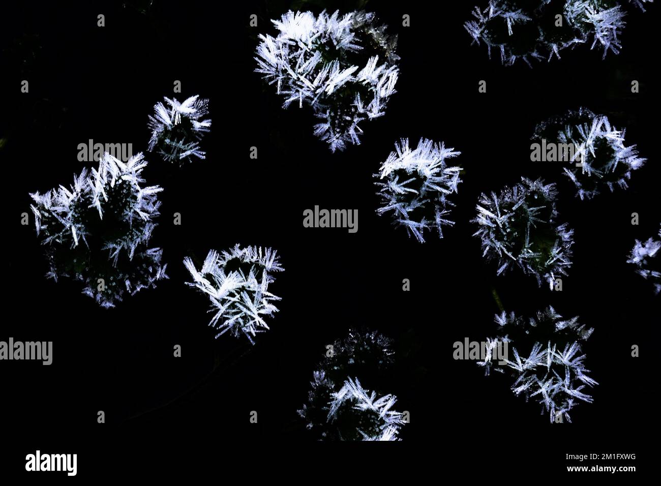 Ice crystals on plants in water, top down view Stock Photo