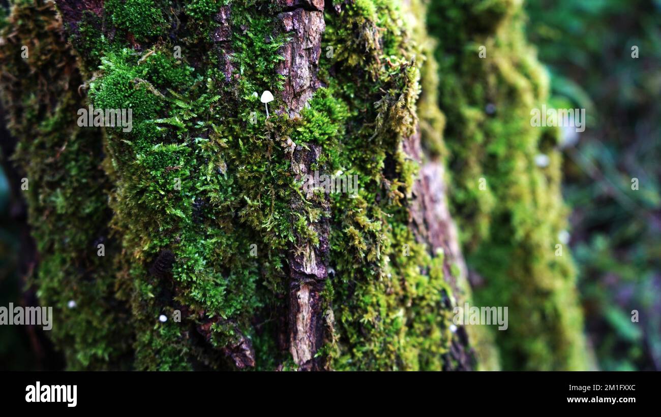 Tiny mushroom on mossy tree trunk Stock Photo