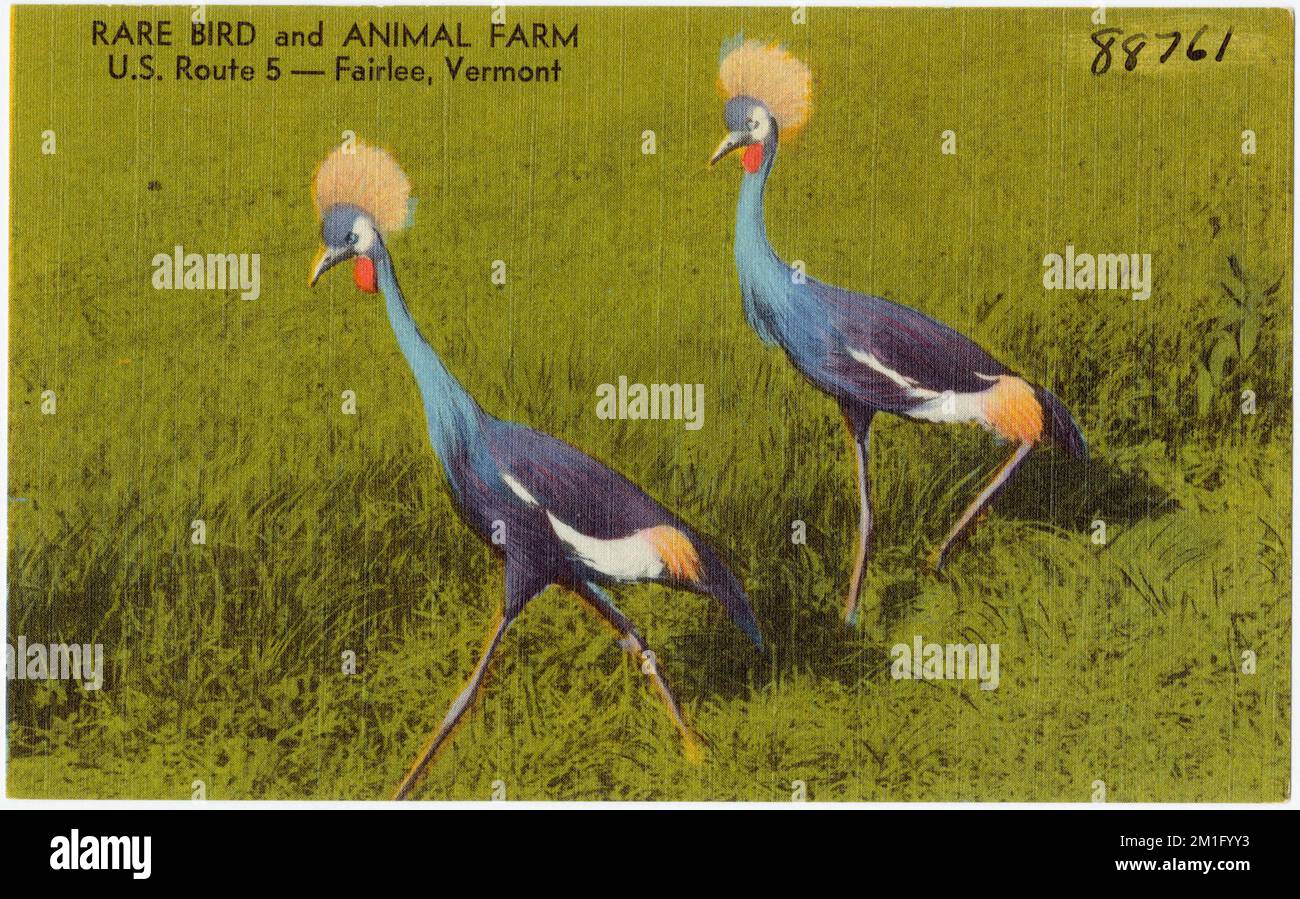 Rare Bird and Animal Farm, U. S. Route 5 -- Fairlee, Vermont , Tichnor Brothers Collection, postcards of the United States Stock Photo