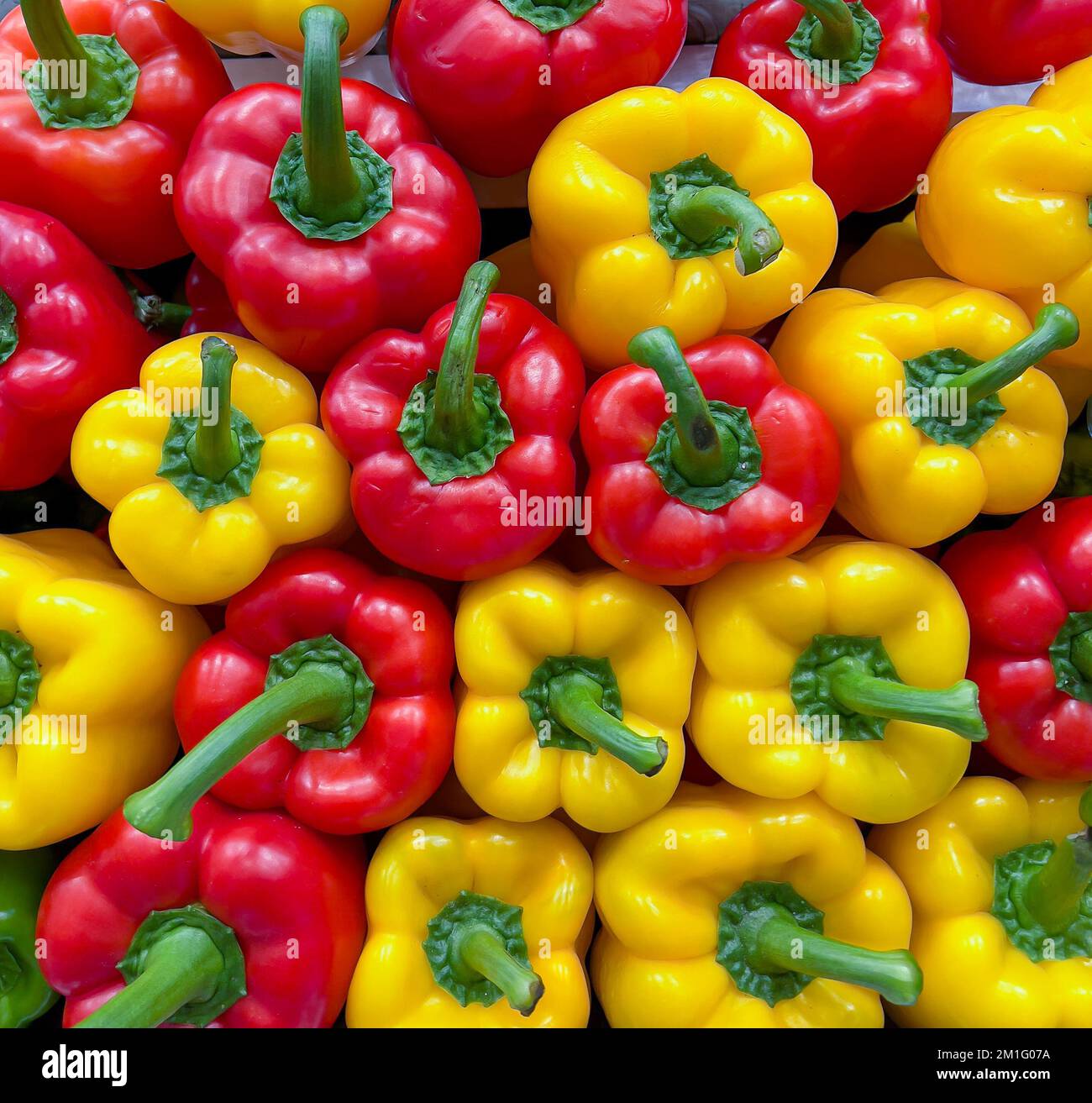 Colorful bell peppers. Close-up yellow, red bell pepper. Stock Photo