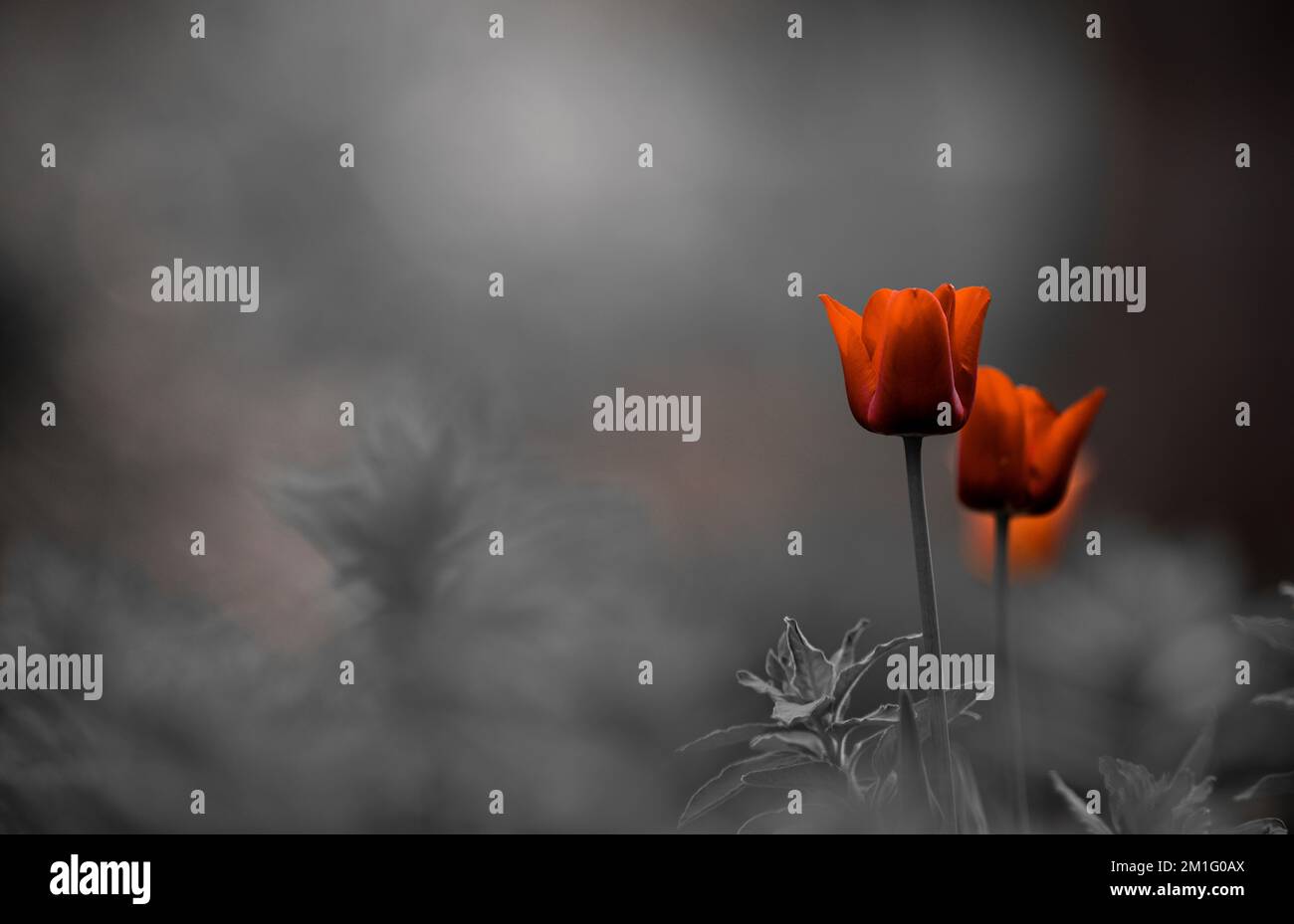 Selective color shot hi-res stock photography and images - Alamy