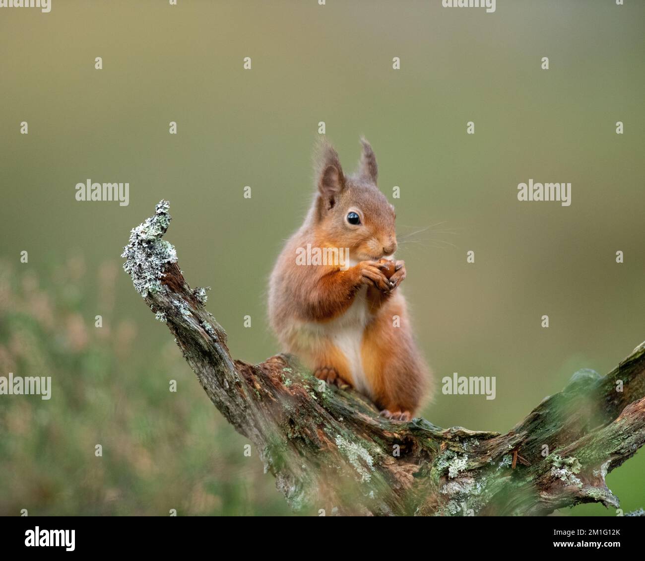 Red squirrel eating nuts, Aviemore, Scotland Stock Photo
