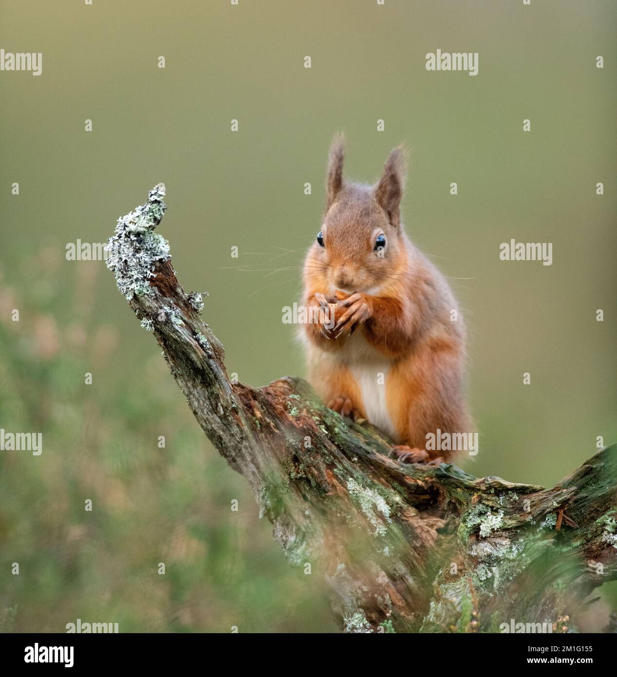 Red squirrel eating nuts, Aviemore, Scotland Stock Photo