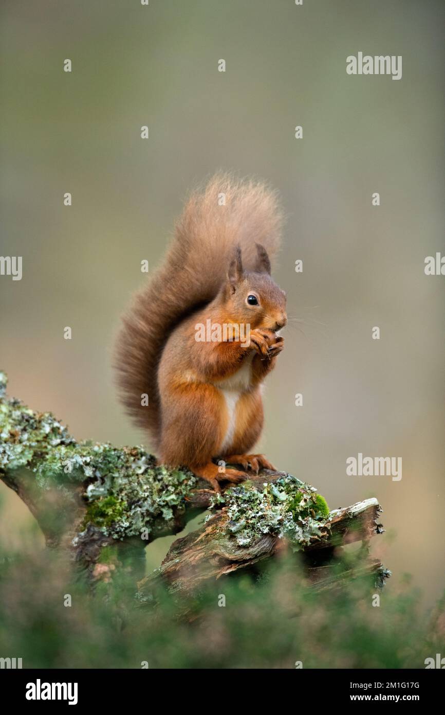 Red squirrel eating nuts, Aviemore, Scotland Stock Photo