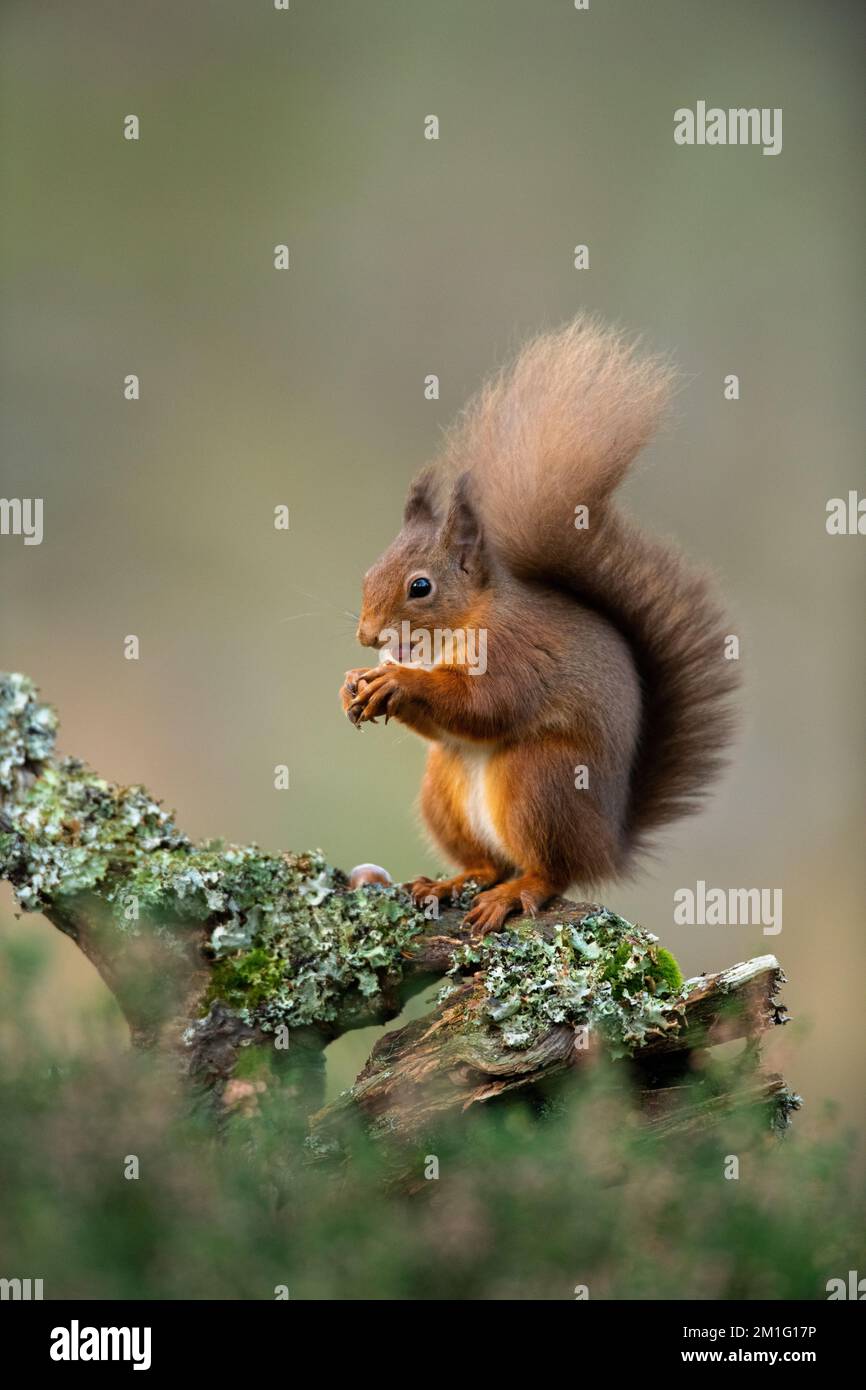 Red squirrel eating nuts, Aviemore, Scotland Stock Photo
