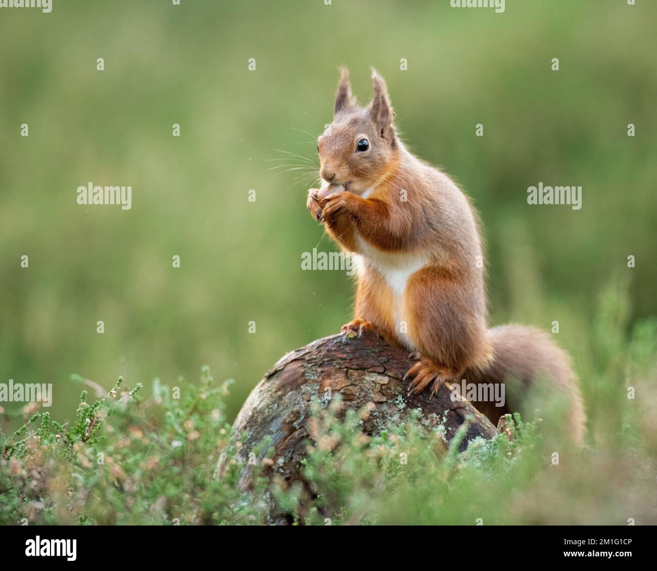 Red squirrel eating nuts, Aviemore, Scotland Stock Photo Alamy