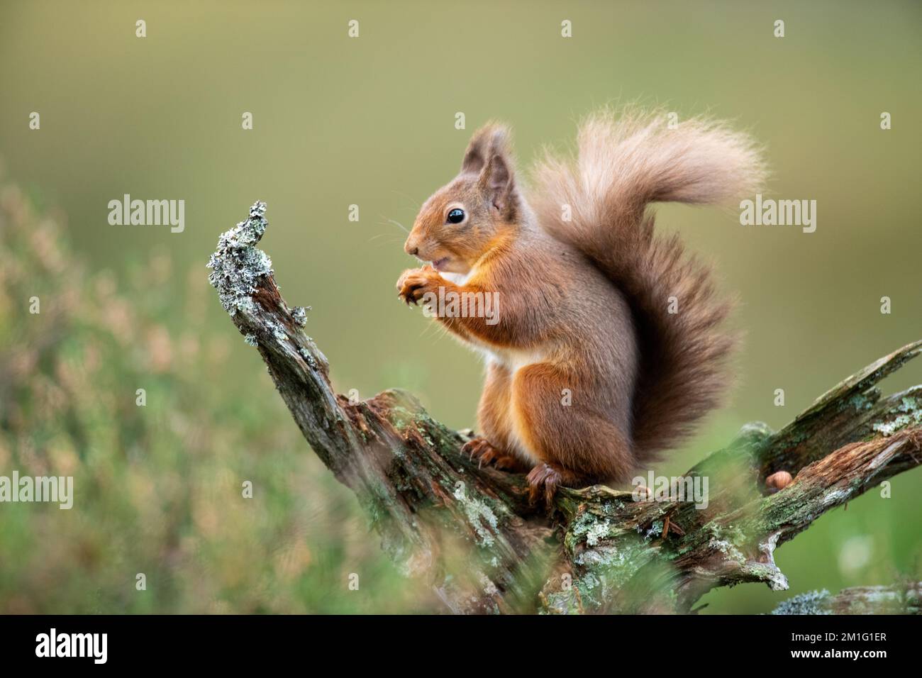 Red squirrel eating nuts, Aviemore, Scotland Stock Photo