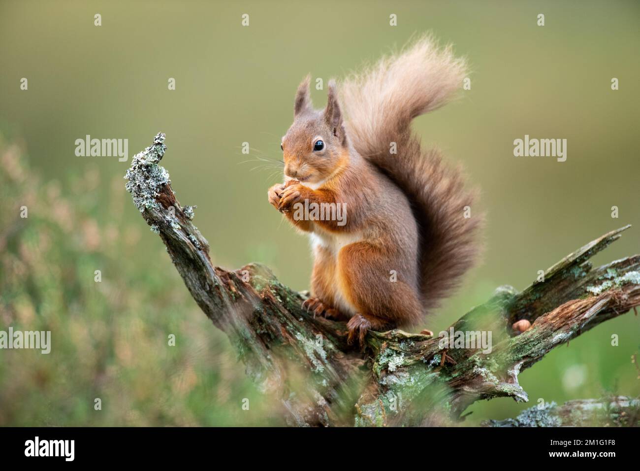 Red squirrel eating nuts, Aviemore, Scotland Stock Photo