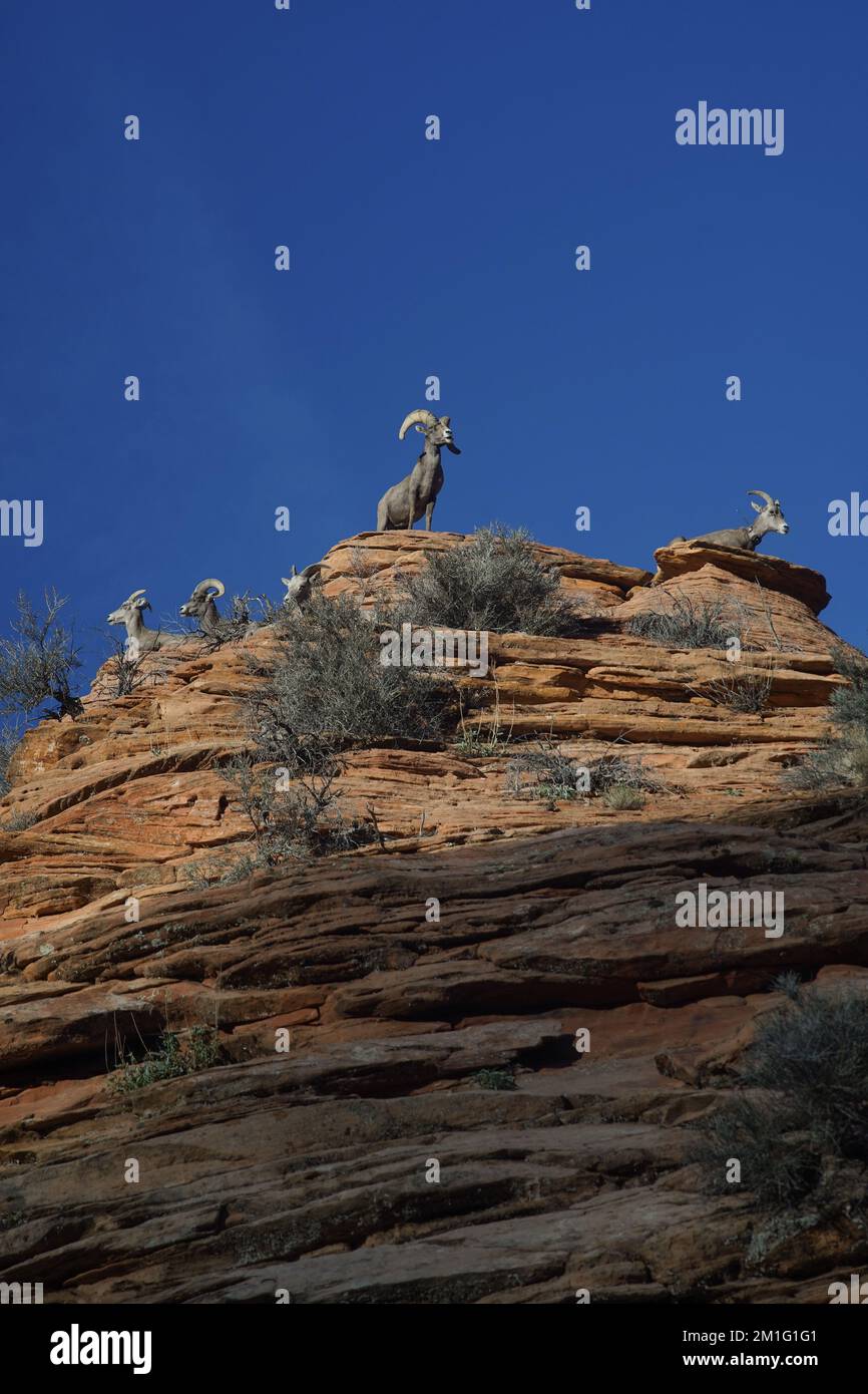 A vertical shot of mountain coats on a cliff in Zion Nationsl Park Stock Photo