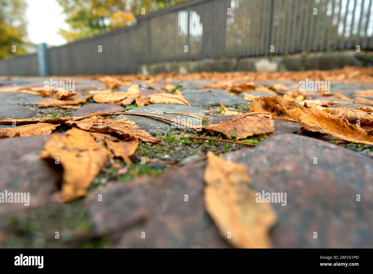 Yellow leaves on the cobblestone road Stock Photo - Alamy